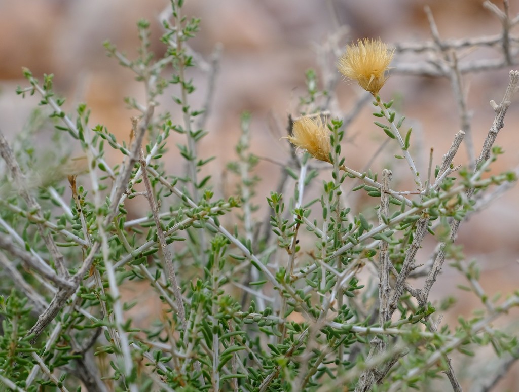 Pteronia leucoclada
