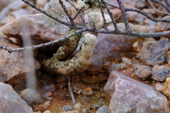 Tylecodon rubrovenosus