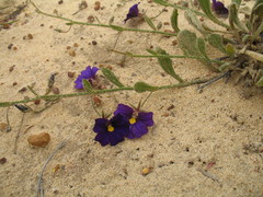 Scaevola phlebopetala