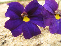 Scaevola phlebopetala