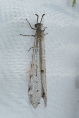 Euroleon coreanus