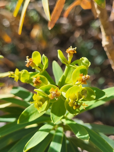 Image of Euphorbia tuckeyana by (c) Jacek Pietruszewski, some rights reserved (CC BY)