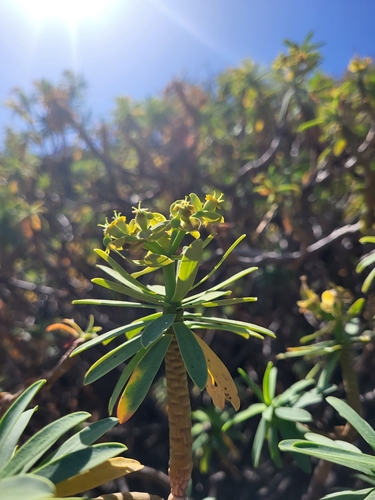 Image of Euphorbia tuckeyana by (c) Jacek Pietruszewski, some rights reserved (CC BY)