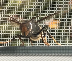 Vespa velutina