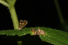 Grapholita delineana