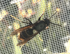 Vespa velutina