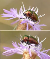 Cryptocephalus globicollis