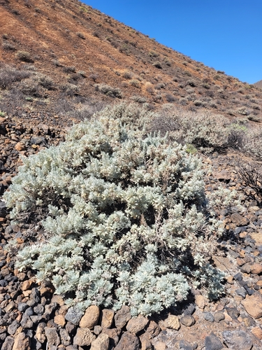 Image of Artemisia gorgonum by (c) Jacek Pietruszewski, some rights reserved (CC BY)