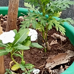 Gangara thyrsis
