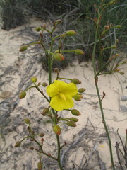 Hibbertia conspicua