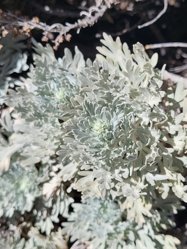 Image of Artemisia gorgonum by (c) Jacek Pietruszewski, some rights reserved (CC BY)