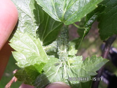 Hyperomyzus lactucae