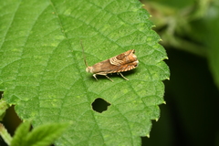 Grapholita delineana