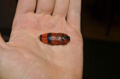 Temognatha westwoodi