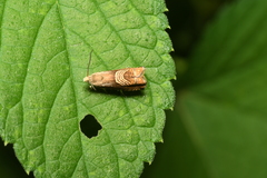 Grapholita delineana