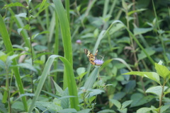 Tithorea harmonia pseudethra