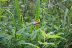 Tithorea harmonia pseudethra