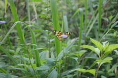 Tithorea harmonia pseudethra
