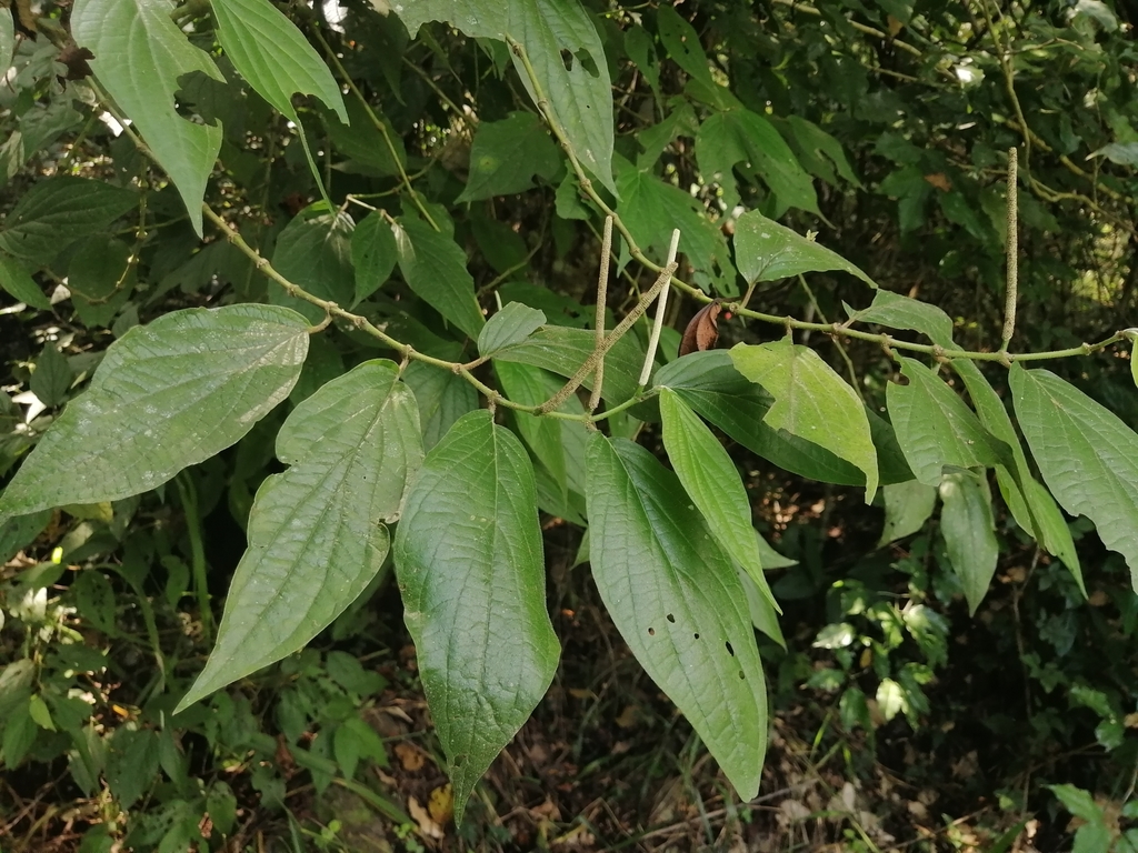 Piper hispidum from Selva/acahual de Bethania on October 13, 2021 at 12 ...