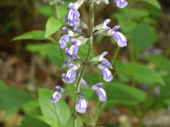 Salvia urticifolia