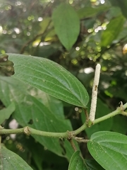 Piper hispidum