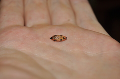 Castiarina gardnerae
