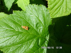 Olethreutes subtilana