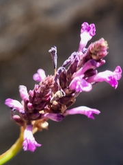 Lavandula rotundifolia