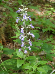 Salvia urticifolia