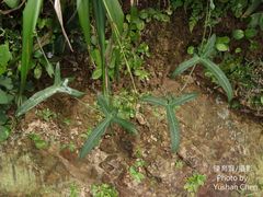 Solena amplexicaulis