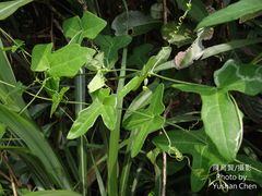 Solena amplexicaulis