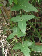 Solena amplexicaulis