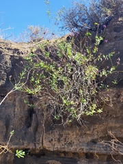 Lavandula rotundifolia