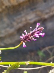 Lavandula rotundifolia