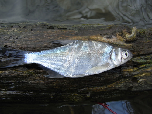 Danube bream (Ballerus sapa) — Cyprinidae — 3