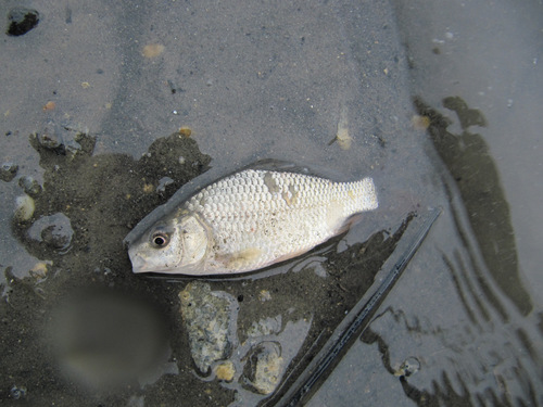 Prussian Carp, Kühlteich, Hohenau an der March, Österreich, photo 7 of 10