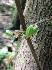 Passiflora rovirosae