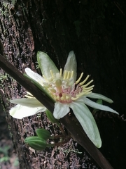 Passiflora rovirosae