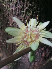 Passiflora rovirosae