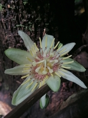 Passiflora rovirosae