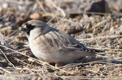 Montifringilla davidiana