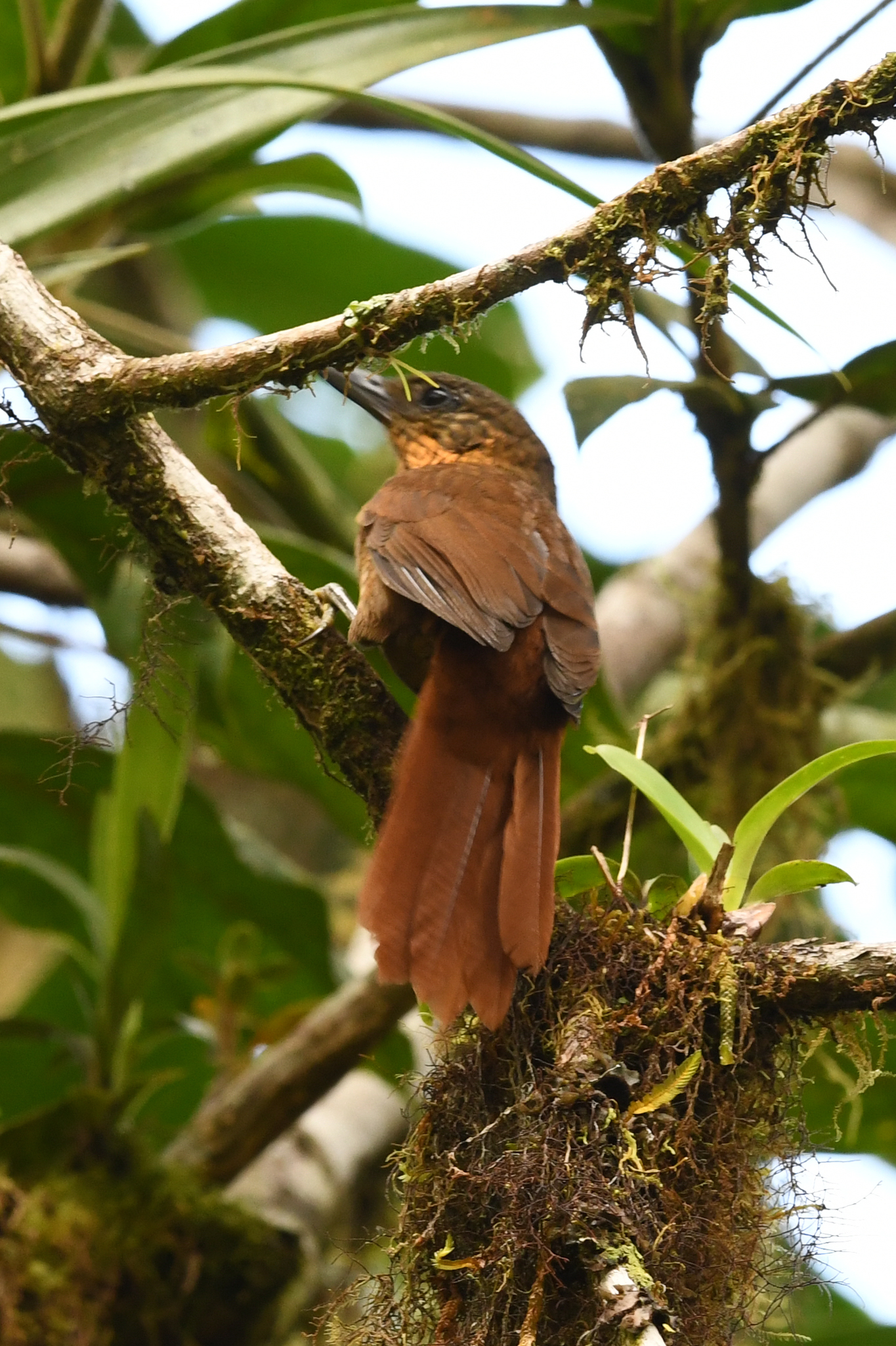 Streak-breasted Treehunter (Thripadectes rufobrunneus), photo 8
