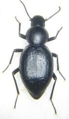Tentyria ramburi