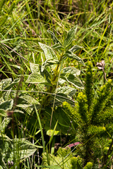 Eriosemopsis subanisophylla