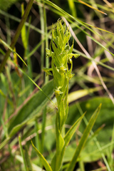 Habenaria pseudociliosa