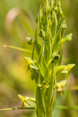 Habenaria pseudociliosa