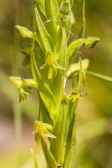 Habenaria pseudociliosa