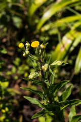 Helichrysum cooperi
