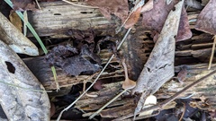 Ciborinia camelliae