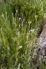 Helichrysum pannosum